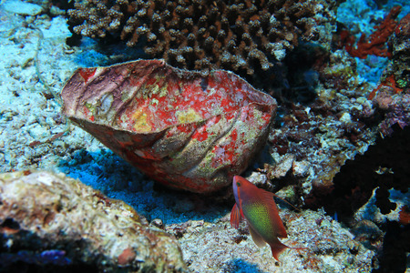 Old plastic bottle in the tropical coral reef