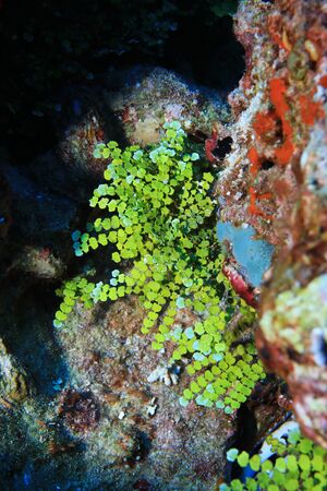 Green macroalgae close up