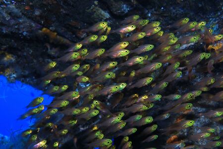 Pigmy sweeper fish in the seaの写真素材