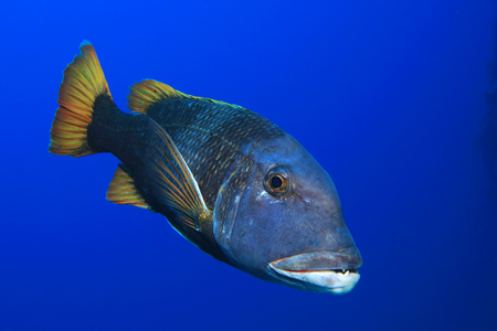 Orange-spotted emperor fish close up