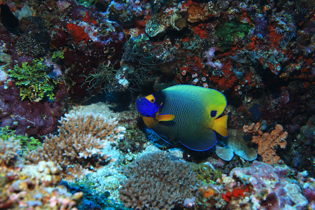 Blueface angelfish in the sea