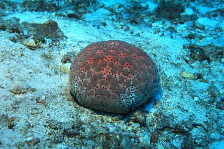 Pin cushion sea star