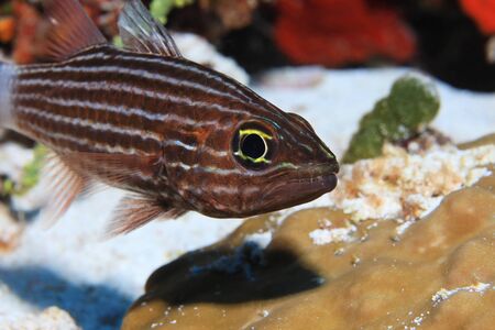 Large toothed cardinalfishの写真素材