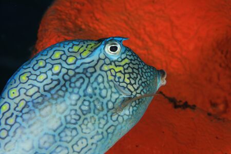 Honeycomb cowfishの写真素材