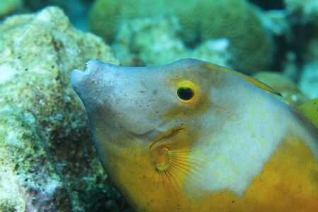 American whitespotted filefish