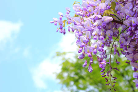 Wisteria floribundaの写真素材