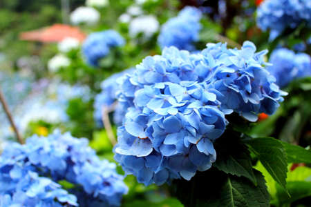 Hydrangeaの写真素材