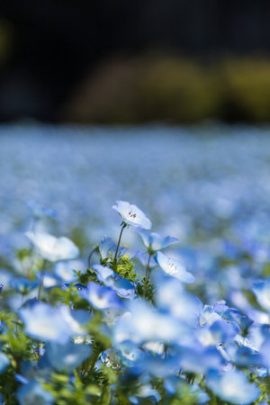 Nemophila flowers in the garden at Nara, Japanの写真素材