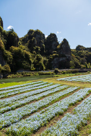 Nemophila flower field at Doi Inthanon National Park, Chiang Mai, Thailandの写真素材