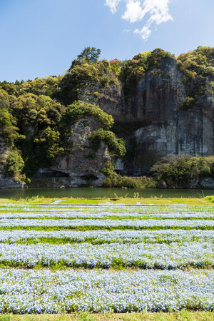 Blue hydrangea flower field in Chiang Rai, Thailandの写真素材