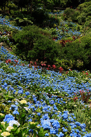 Okinawa Yohena Hydrangea Gardenの写真素材