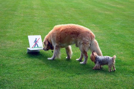 Dogs on the lawn