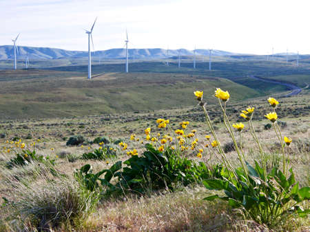 Grassland, Windmills,  Hills and Yellow Flowers. Washington State, USA.