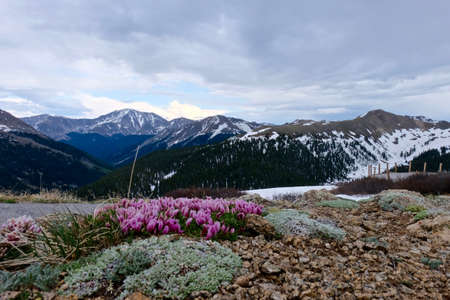 Alpine Deer Clover and Snow Capped Mountains. Dwarf Clover or  Trifolium nanum in alpine tundra at Independence Pass near Aspen, Colorado State, USA.の写真素材