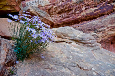 Blue Aster Flowers in Red Sandstone Canyon. Blue Aster in Grand Wash, Capitol Reef National Park, Utah, United States.の写真素材