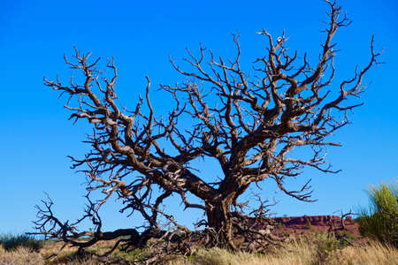 Dead Bare Tree Silhouette against Blue Sky. Arches National park, Moab, Utah, USA.
