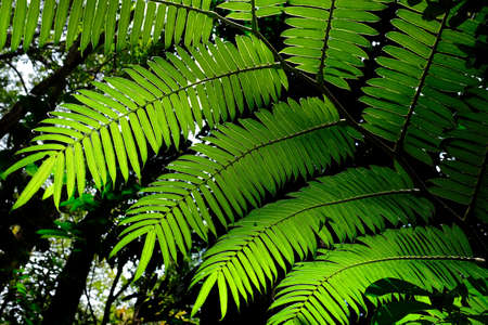 Sunlit fern leaves in tropical forest near Honolulu, Hawaii, USA.