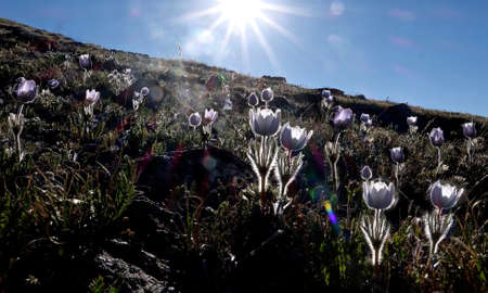 Backlit alpine Pasque flowers at Independence Pass near Aspen and Denver in Rocky Mountains, Colorado.の写真素材