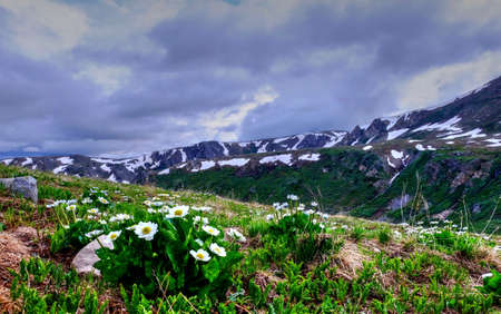 Marsh Marigold at Independence Pass near Aspen in Rocky Mountains, Colorado, USA.の写真素材