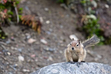 Golden Manteled Grond squirrel at Jasper National Park. Canadian Rockies.  Alberta. Canada.の写真素材