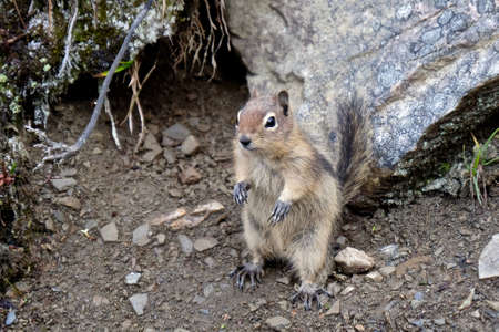 Golden Manteled Grond squirrel at Jasper National Park. Canadian Rockies.  Alberta. Canada.の写真素材
