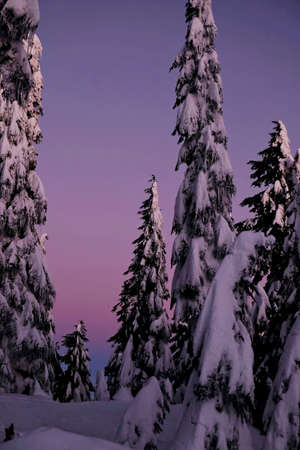 Trees under snow at sunrise. Grouse Mountain. North Vancouver. British Columbia. Canada.の写真素材