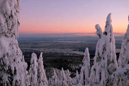 Trees under snow at sunrise. Grouse Mountain. North Vancouver. British Columbia. Canada.の写真素材