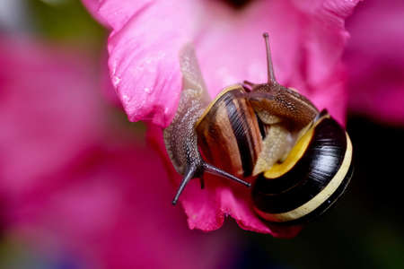 Two snails on pink flower gladiolus.の写真素材