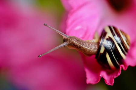 Snail on pink flower.の写真素材