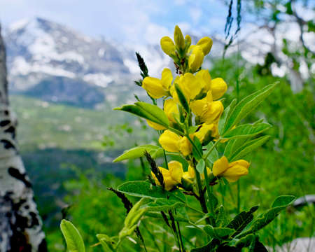 Yellow wildflowers of Colorado.  Yellow Banner Flowers. Thermopsis rhombifolia. Rocky Mountains National Park. Denver. Colorado. United States.の写真素材