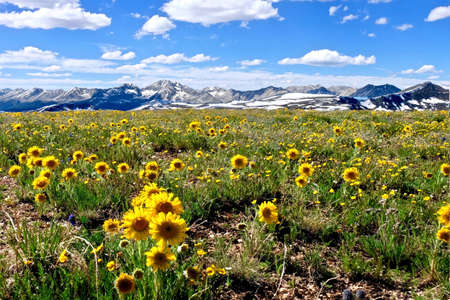 Yellow flowers in alpine meadows and snowy mountains on Independence Pass. Aspen. Denver. Colorado. United States.の写真素材