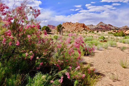 Tamarisk blooming in desert with pink flowers. Invasive plant  Salt Cedar.  Escalante National Monument. Moab. Utah. United States.の写真素材