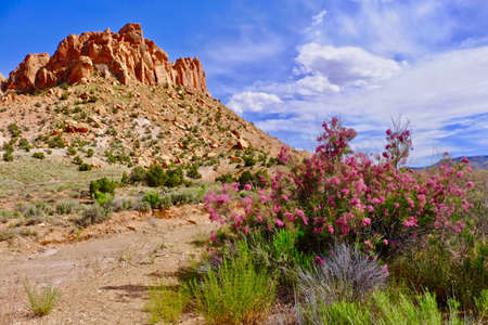 Tamarisk blooming in desert with pink flowers. Invaseve plant Salt Cedar.  Escalante National Monument. Moab. Utah. United States.の写真素材