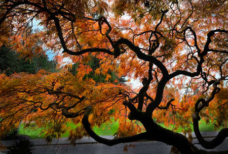 Japanese maple tree in autumn. Stanley Park. Vancouver. British Columbia. Canada