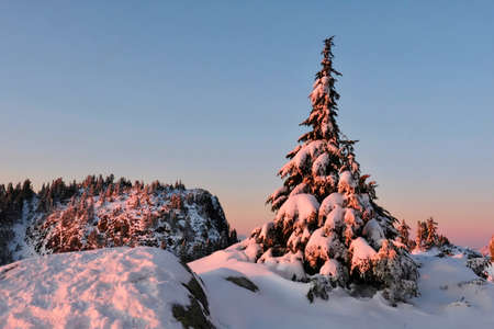 Christmas tree under snow on Mount Seymour. North Vancouver. British Columbia. Canada.の写真素材