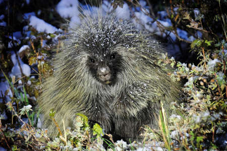 Porcupine in wilderness. Beautiful animal covered with snowflakes in witer forest. Banff National Park near Lake Louise in Canadian Rockies.  Plain of Six Glaciers trail. Alberta. Canada.の写真素材