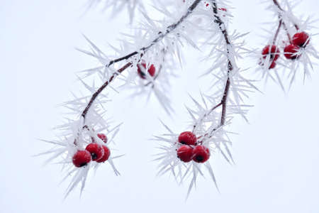 Frost on red berries on tree in winter. Idaho. United States.の写真素材
