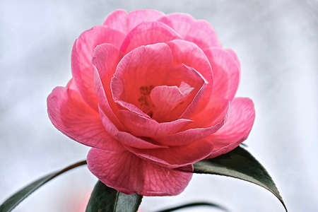 Beautiful camellia flower in Van Duzen Botanical Garden. Spring blossom in Vancouver, British Columbia. Canada.の写真素材