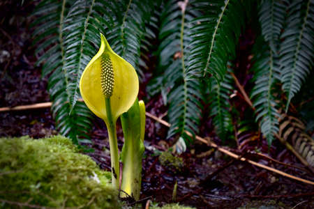 Close up Yellow Skunk Cabbage flowers and fern leaves in wet rainforest. Spring time in British Columbia. Capilano Canyon at the bottom of Grouse Mountain. North Vancouver. BC.  Canada.の写真素材