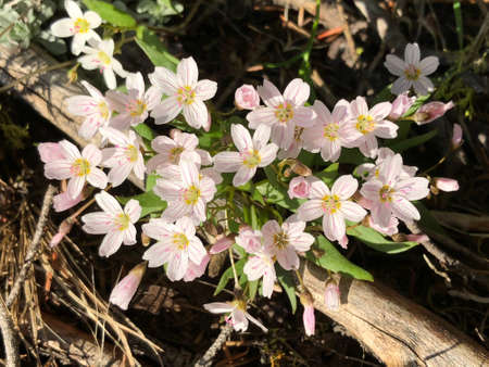 Common Mouse Ear Flowers or Chickweed. White wildflowers of Pacific Northwest. Washington State....