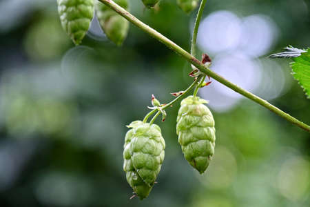 Hop vine with seeds cones. Beer ingredients. Organic fresh farm produce.  Hop yard in Chilliwack near Vancouver. British Columbia. Canada.の写真素材