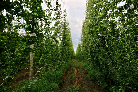 Hops yard in summer. Organic fresh farm produce, beer ingredients.  Green hop vines with seed cones...