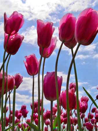 Pink tulips against  sky background.  Tulip festival near Seattle in Scagit Valley.  Mount Vernon. WA. USAの写真素材