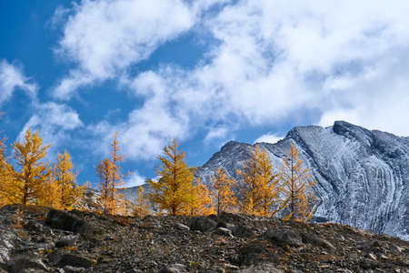 Alpine yellow autumn larches trees against mountains covered with first snow. Sunny day in Canadian...