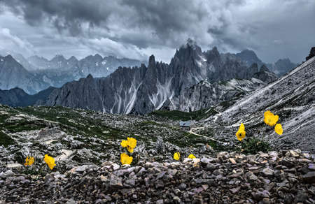 Yellow poppies on rocks with scenic  mountains view and alpine hut. Dramatic stormy sky over Tre Cime.  Dolomites. South Tyrol. Italy.の写真素材