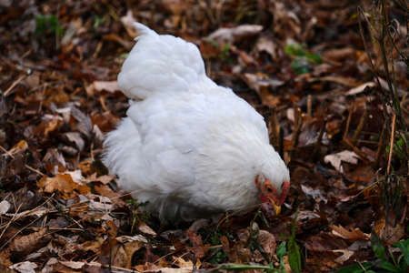 Hen picking up seeds in grass. White chicken female in farm. Salem. United States of America.の写真素材