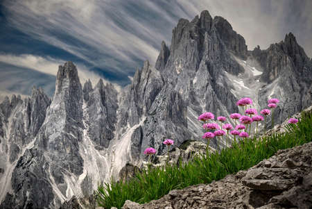 Pink wildflowers Primula in alpine meadows against sharp peaks in Dolomites near Three Peaks. Tre Cime Natural park. Cortina D'Amprezzo. South Tyrol. Italy.の写真素材