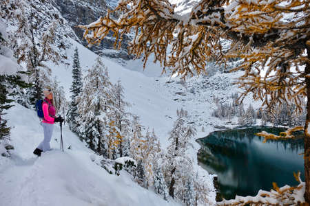 Young woman snowshoeing in Lake Louise area among yellow larch trees covered with fresh snow. Banff National Park. Canadian Rockies. Alberta. Canadaの写真素材