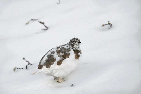 White Ptarmigan bird on snow in Canadian Rockies. Lake Louise area in Banff National Park. Alberta. Canada.の写真素材