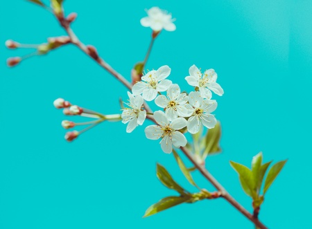 Blossoming tree brunch with white apple or cherry flowers on mint blue sky background